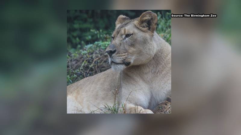 We’re On Your Side asking Birmingham Zoo leaders how the situation was handled and whether they...
