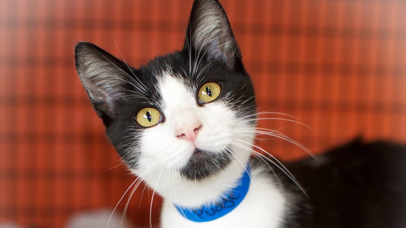 The Montgomery Humane Society has cut their adoption fees in half until Friday. (Source:...