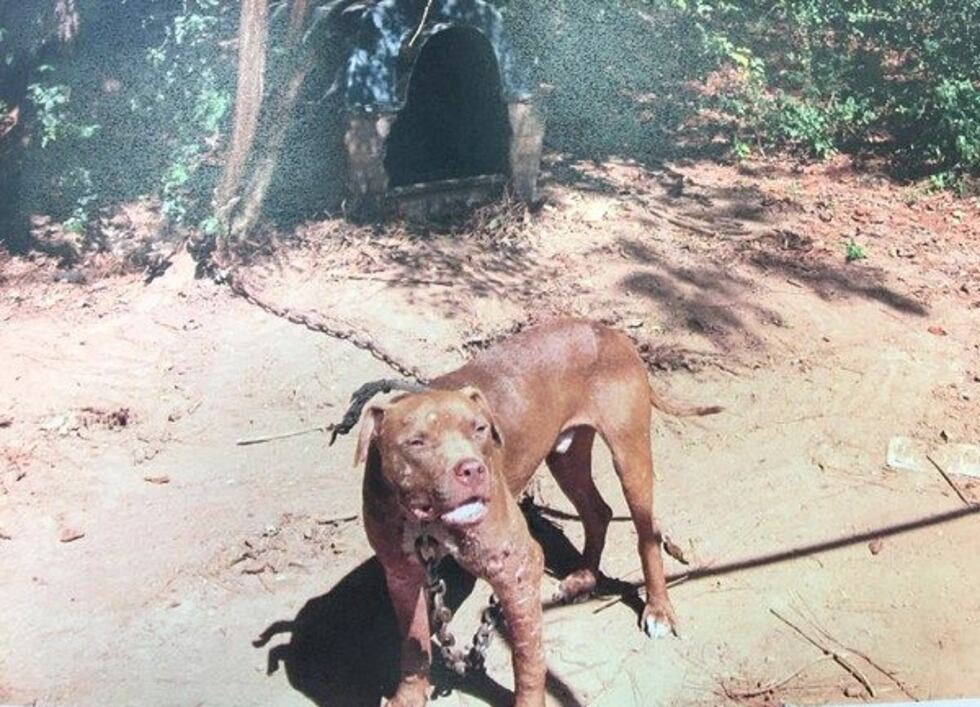 A dog on Golson's property with a heavy chain and wounds on its legs. (Source: Autauga County...