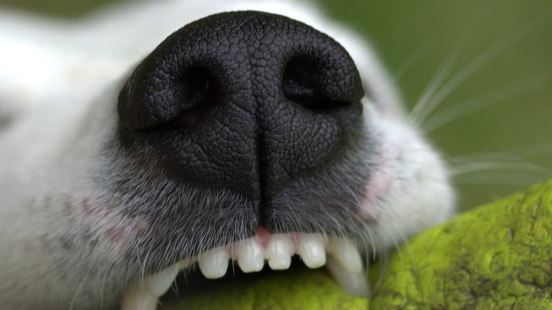 The Alabama Department of Public Health reports that a dog tested positive for rabies in...