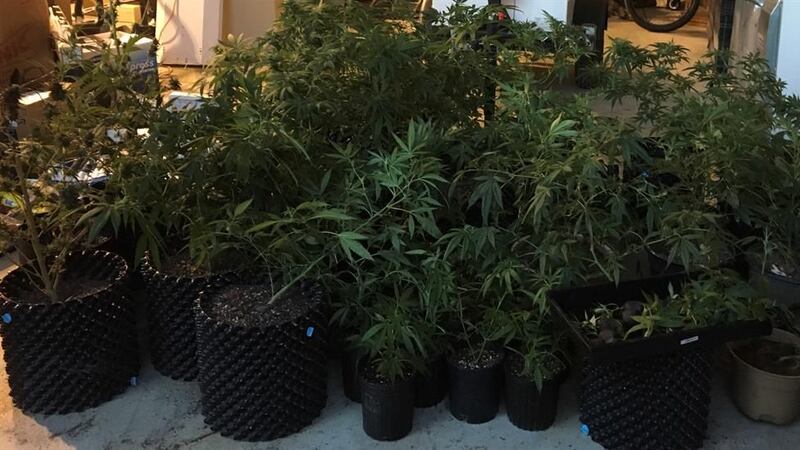 Over 70 plants were discovered inside a Dale County home (Source: Dale County Sheriff's Office)