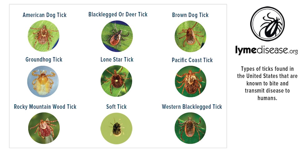Most of the different types of ticks found in the U.S.