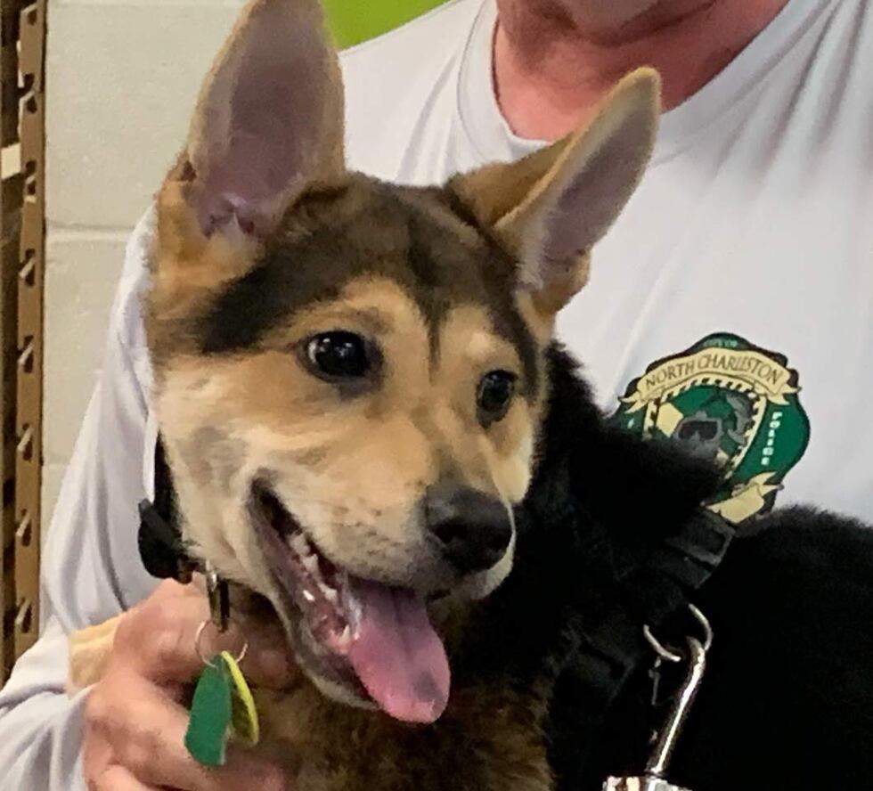 Rocky was rescued from beneath a pile of rocks and concrete slabs on March 30. (Source: Live 5)