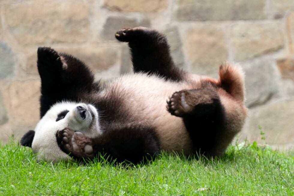 Giant panda Xiao Qi Ji plays at his enclosure at the Smithsonian National Zoo in Washington,...
