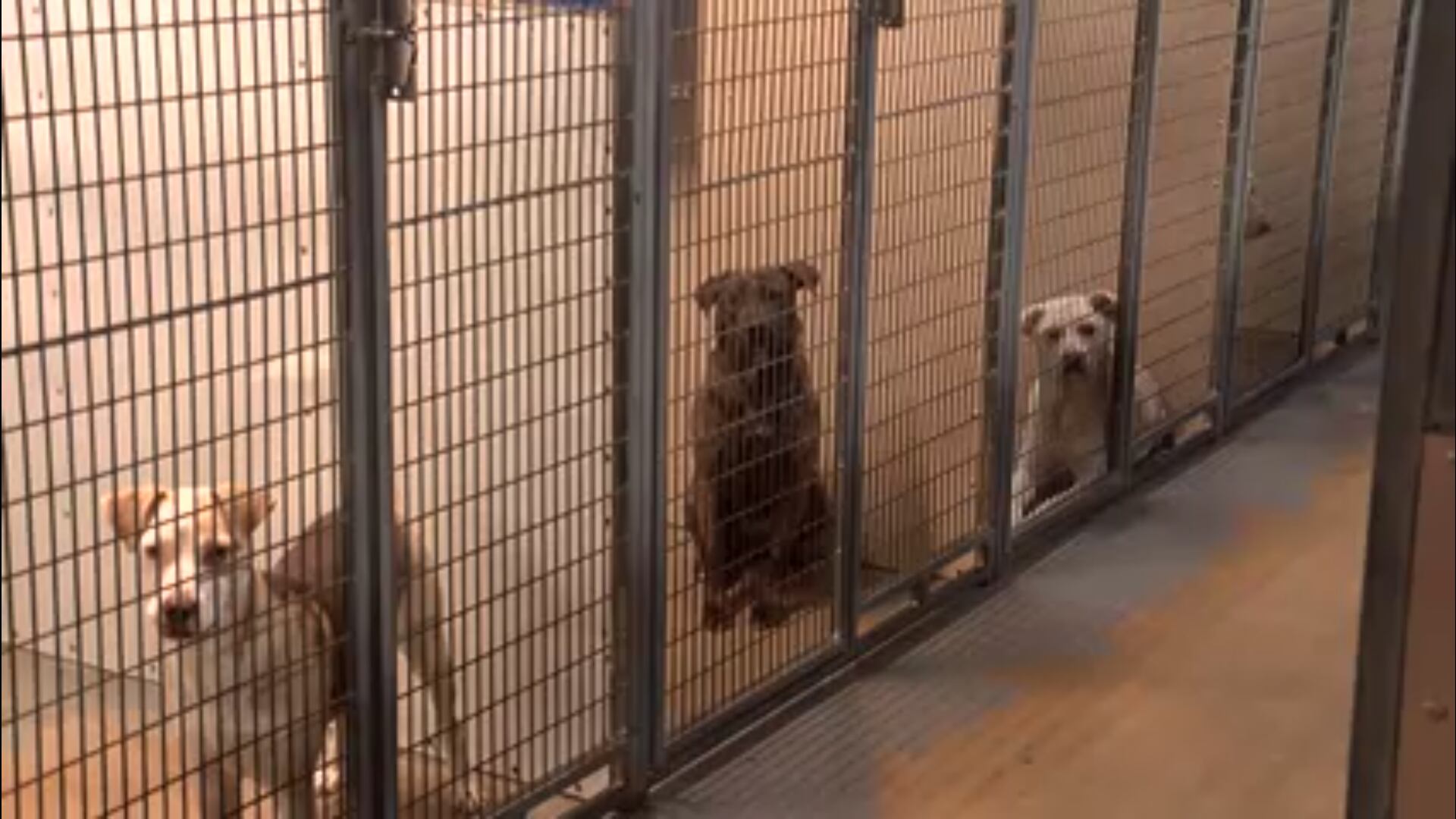 Montgomery Humane Society overrun with nearly 400 pets - Vimarsana News