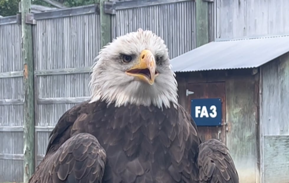 Auburn's eagle Independence left her home stadium and flew in Philadelphia before the Eagles...