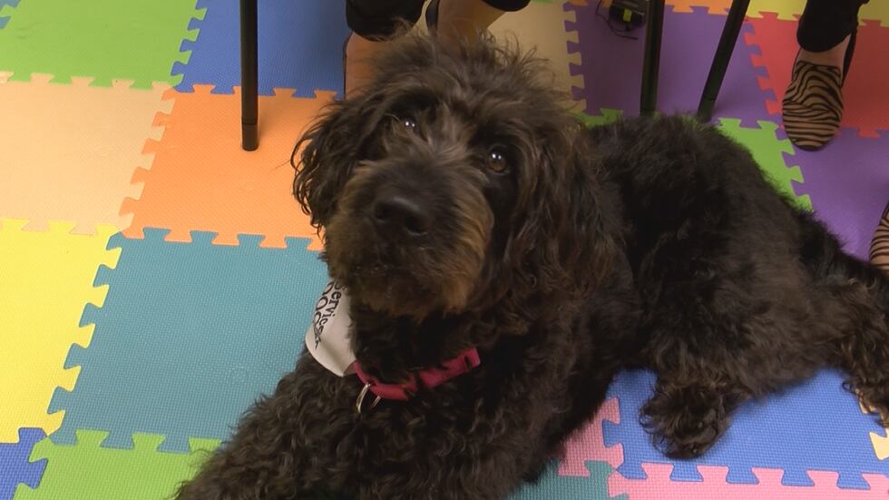 The new furry friend will help make the agency a calmer and inviting place for victims and...