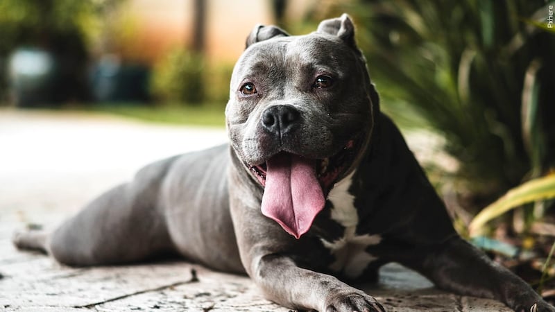 Bully breed dog MGN photo.