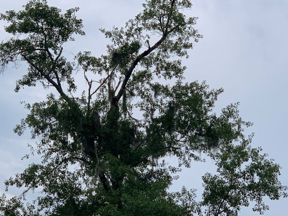 The top of a tree struck by lighting in Georgetown County shows signs of splintering at the...