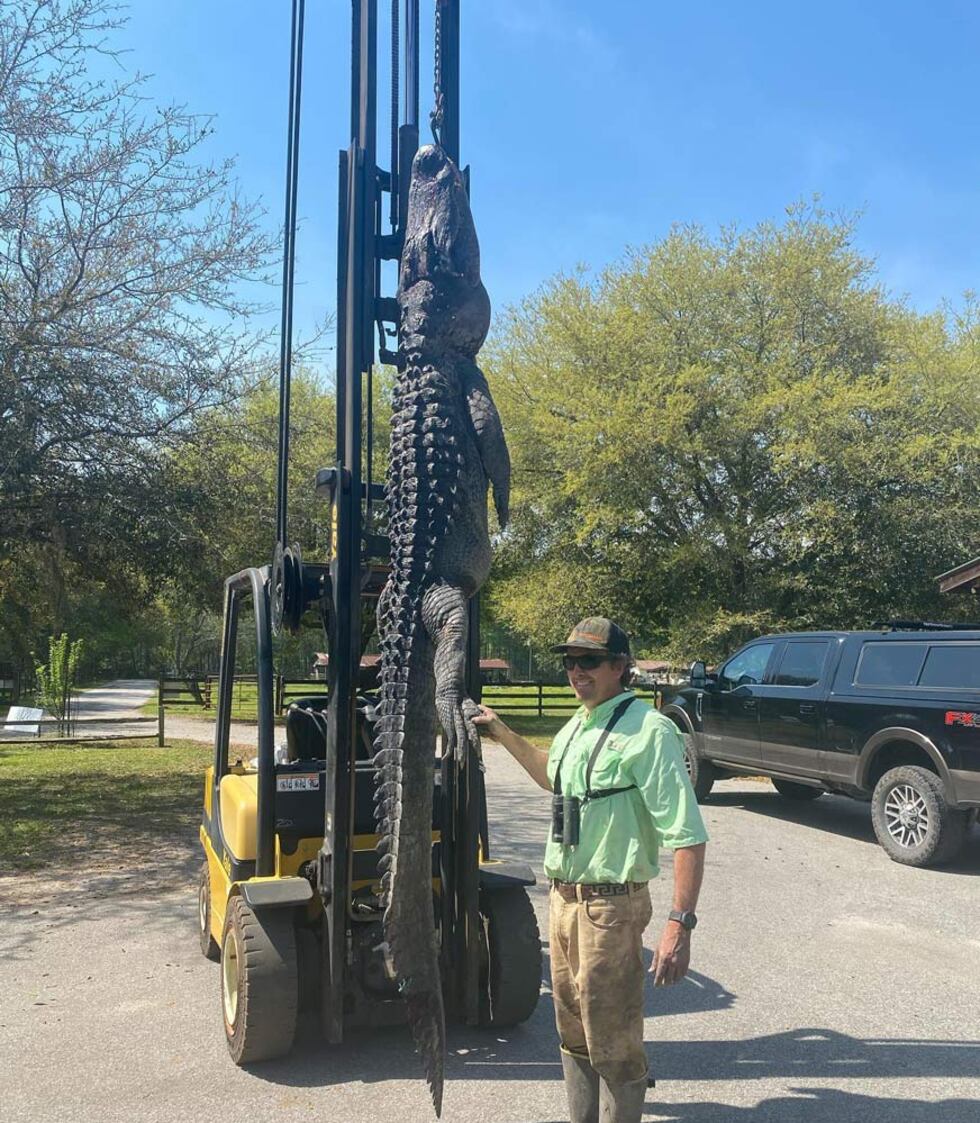 Hunter Ned McNeely, who owns the property in the Adams Run area where the alligator was found,...