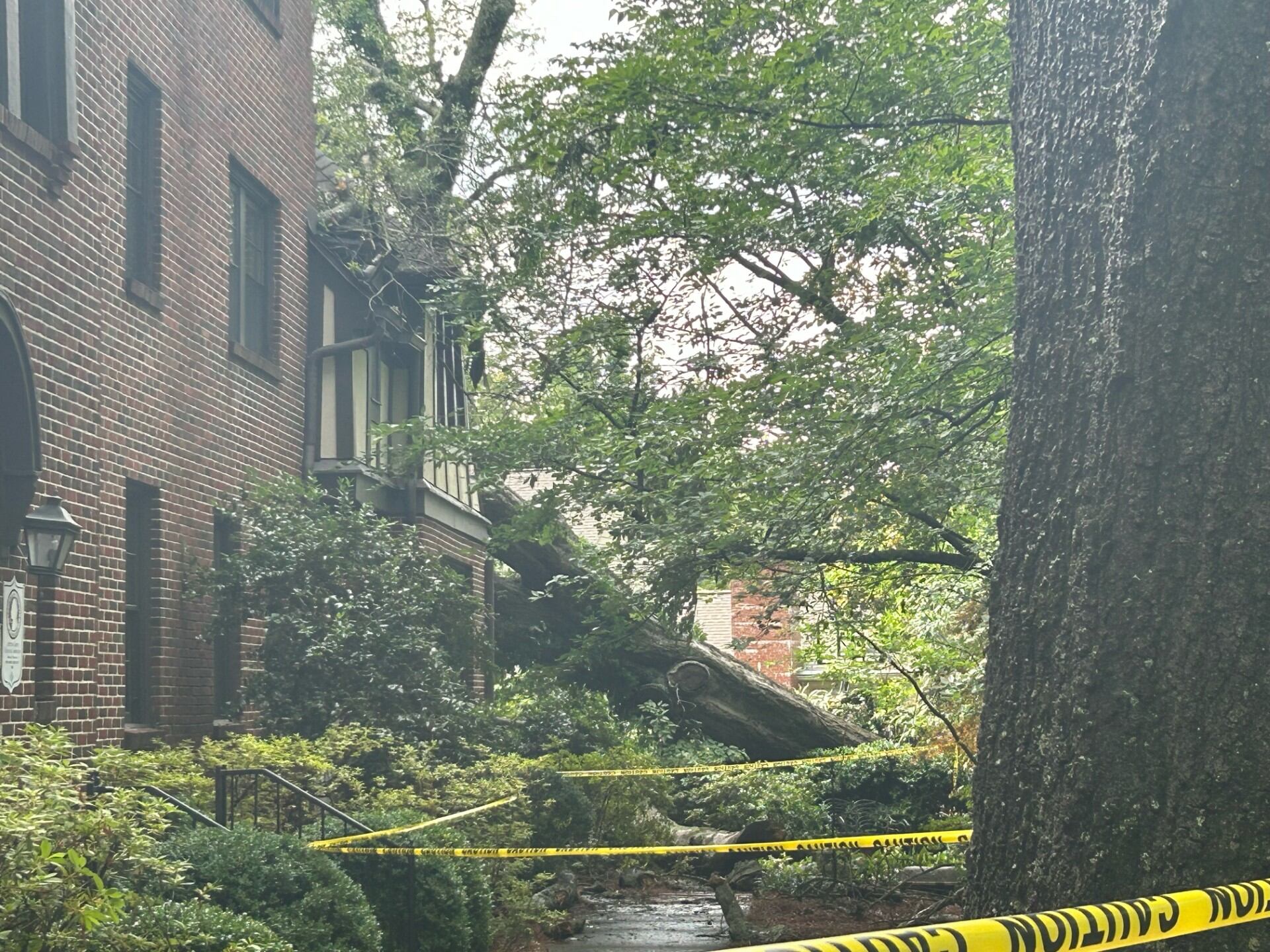 Mountain Brook woman, 79, killed when tree falls on apartment - Vimarsana News