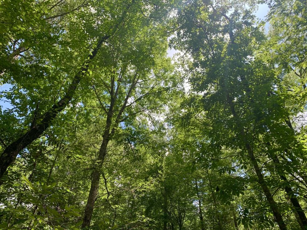 While on the trails, visitors can see a variety of animals such as squirrels, chipmunks, foxes...