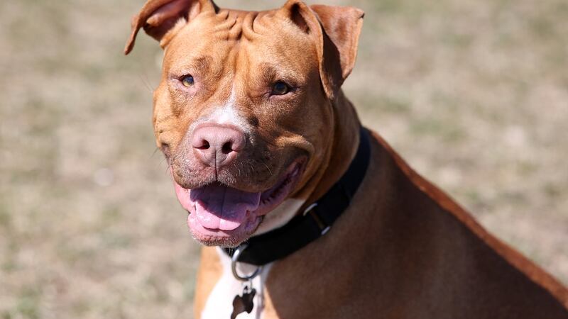 A proposed law would require owners of pit bulls to either sterilize and microchip their dogs,...