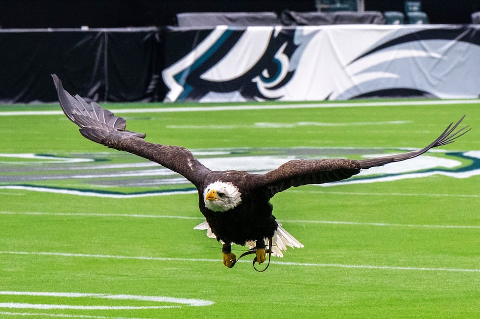 Auburn's eagle Independence left her home stadium and flew in Philadelphia before the Eagles...