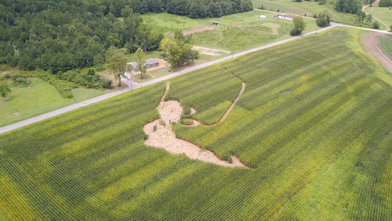 5 arrested after damaging cornfield