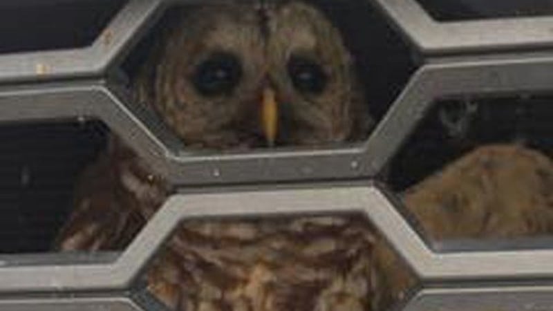 An owl peers from behind the grill of a pickup truck. (Source: AWFFD Facebook page)