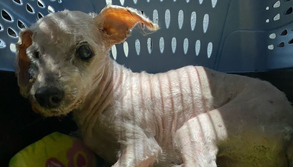 Binky, an 18-year-old dog, was found after missing for three years and nursed back to health...